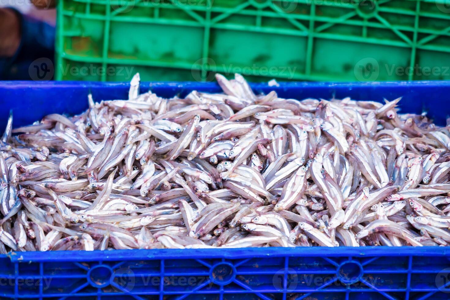 Freshly Caught Anchovies Piled Together in a Market Display, Showcasing Their Shiny Scales and Clear Eyes in an Abundance of Silver and Blue photo