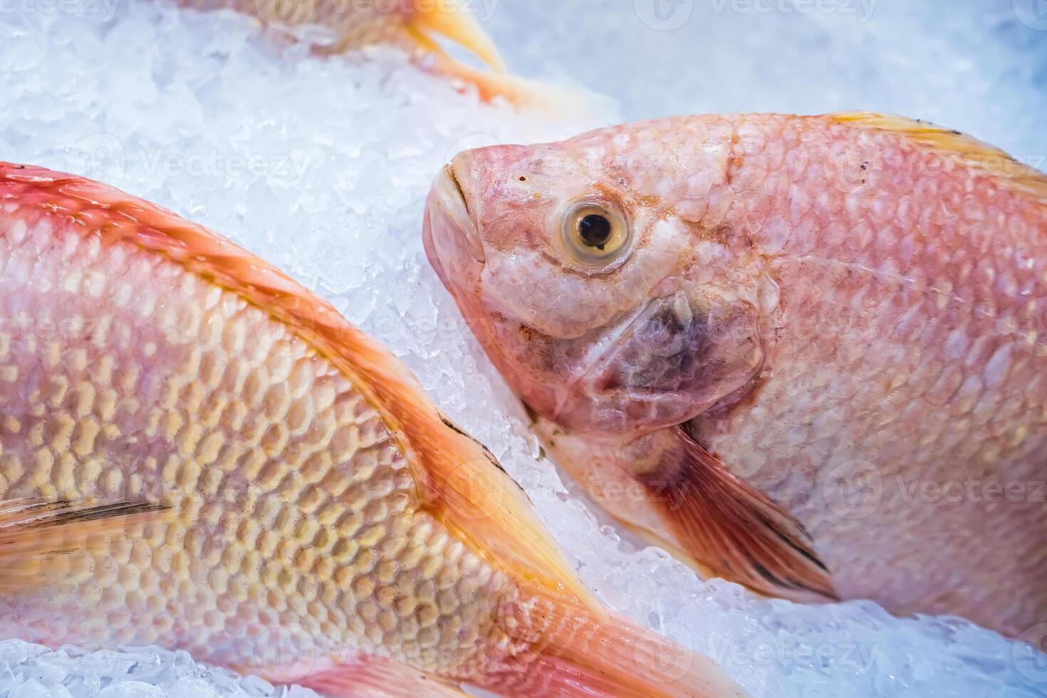 Fresh Fish Laid Out on Ice at Seafood Market photo