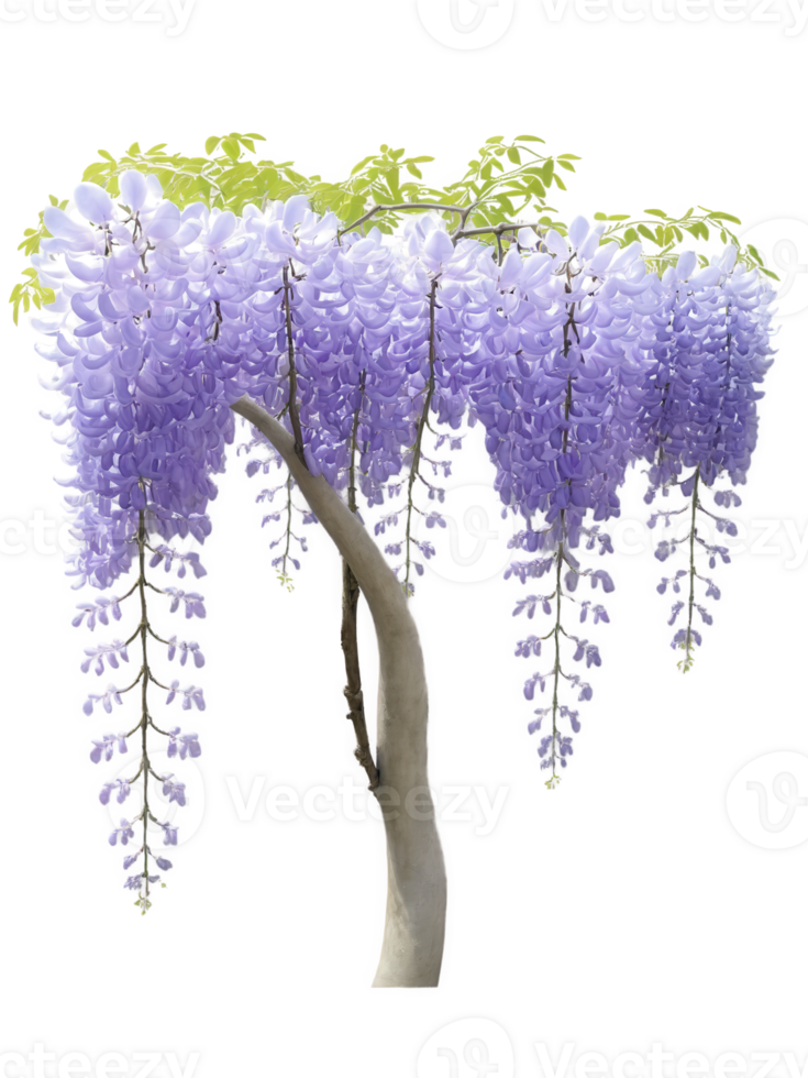Chinese Wisteria , Wisteria sinensis Known for its cascading clusters of purple or blue flowers, Chinese wisteria is a stunning vine png