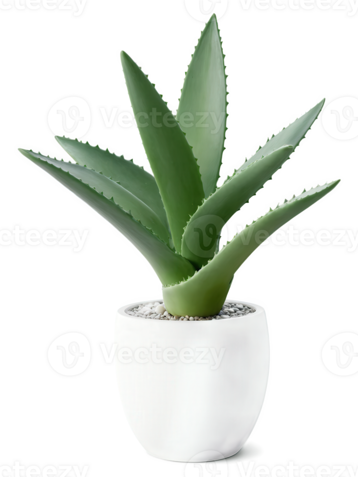 Aloe Vera , Aloe barbadensis miller Succulent with thick, fleshy green leaves known for its soothing gel, often placed in minimalist png
