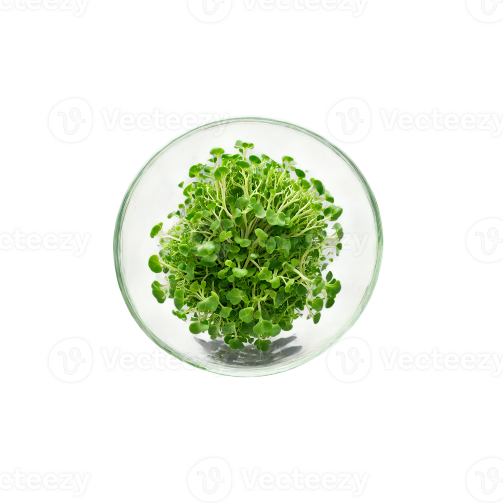 Broccoli microgreens in a transparent glass bowl, showcasing their bright green hues and intricate leaf s png