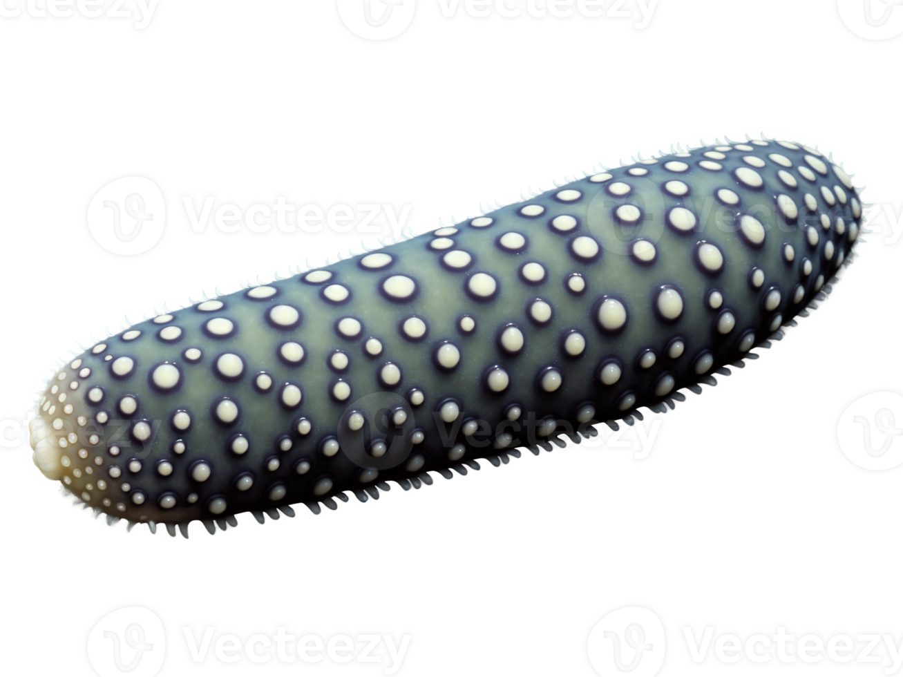Sea Cucumber - A type of marine invertebrate, often used in Asian dishes. png