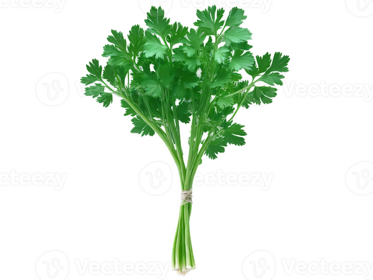 Cilantro , Coriandrum sativum Fresh herb with bright, citrusy, slightly spicy leaves used in salads, salsas, or as a garnish for png