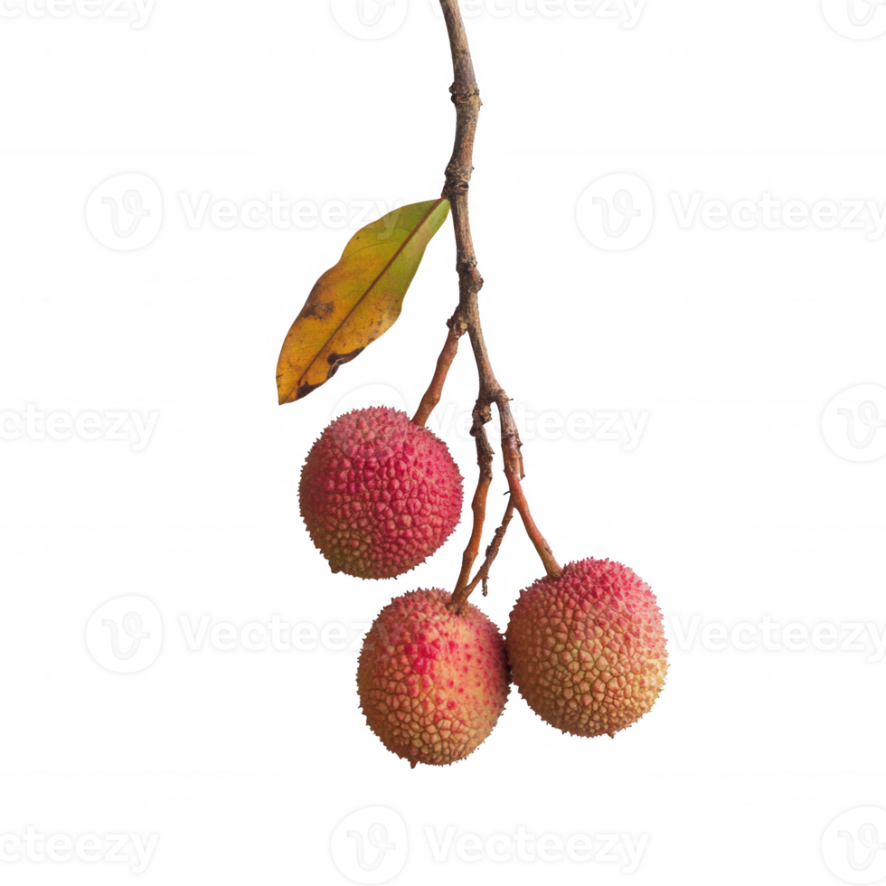 Fresh lychee fruits hanging on a branch ready for harvest. png