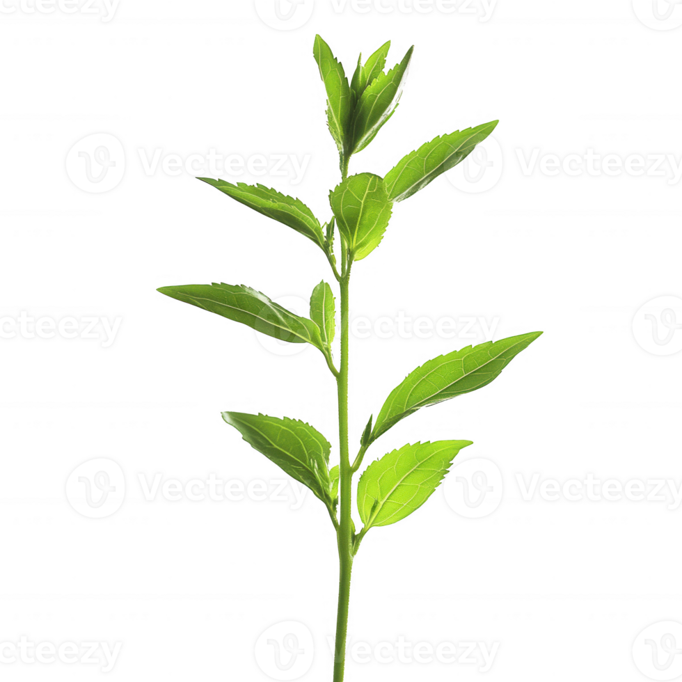 A vibrant green plant with healthy leaves symbolizing nature's beauty and growth. png