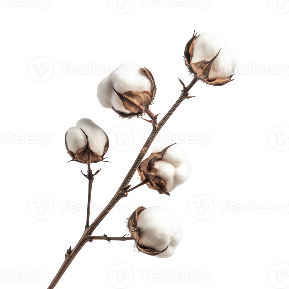 Cotton branch showcasing soft, fluffy bolls ready for harvest. png