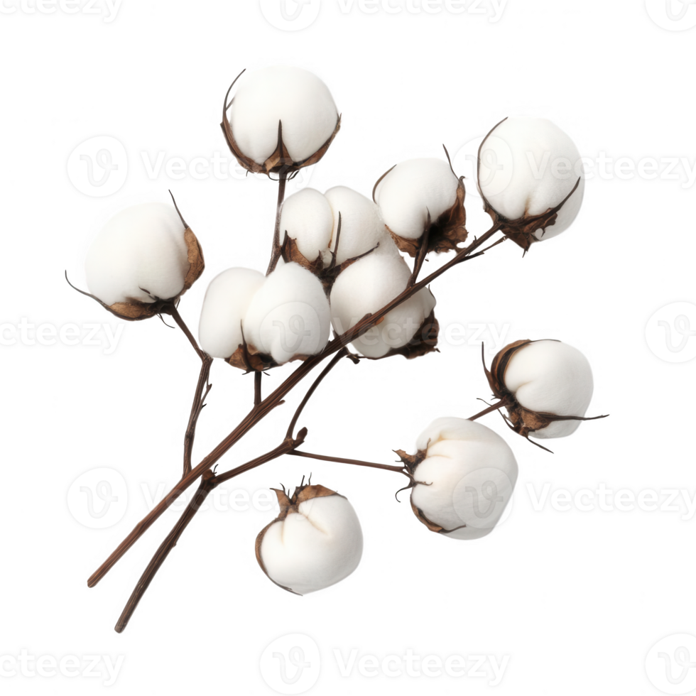 A close-up view of white cotton bolls on branches, showcasing their natural beauty. png