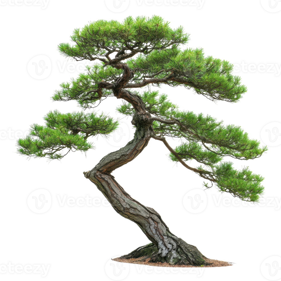 Isolated Pine Tree Against Clear Sky for Nature and Landscape Usage on transparent background png