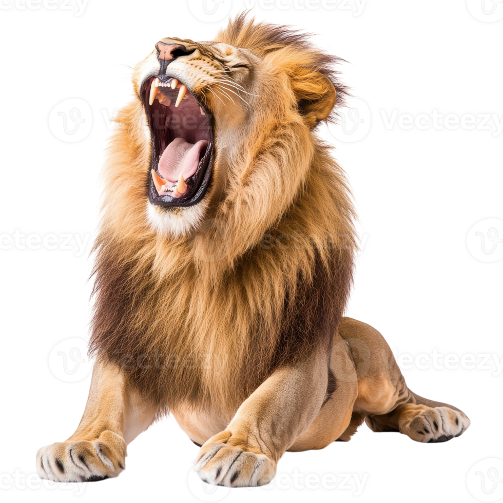 Majestic Roaring Lion Isolated on a White Background on transparent background png