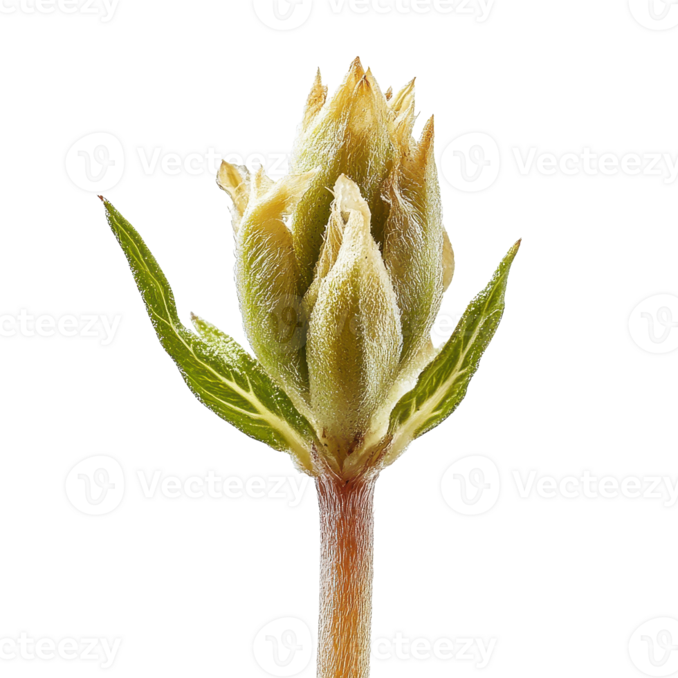 Close Up of a Plant Sprout Isolated on White Background for Botanical Illustrations on Transparent Background png