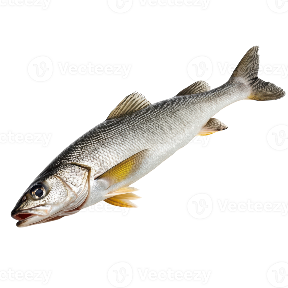 Vibrant Fish Swimming in Clear Water on Transparent Background png