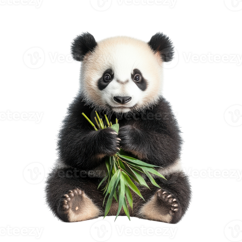 Cute Panda Holding Bamboo Isolated on White Background for Animal-Themed Projects on Transparent Background png