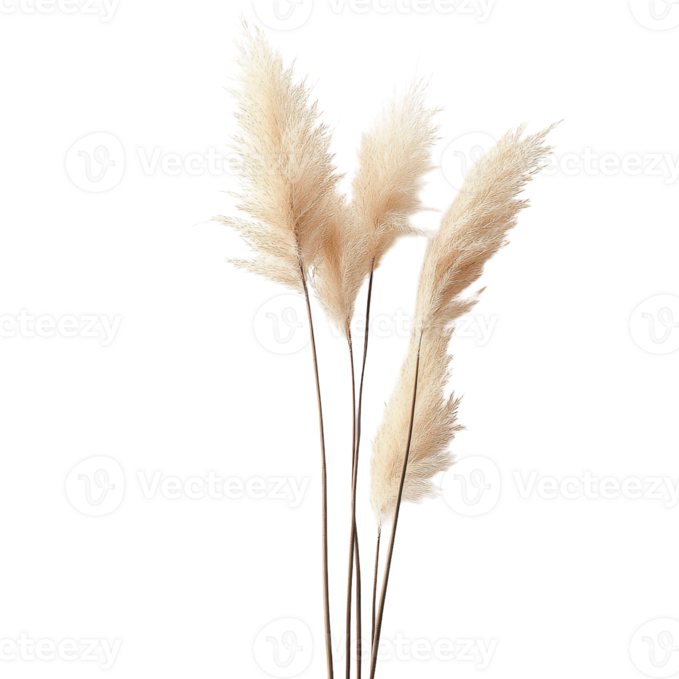 Dried Pampas Grass for Home Decor and Floral Arrangements on Transparent Background png