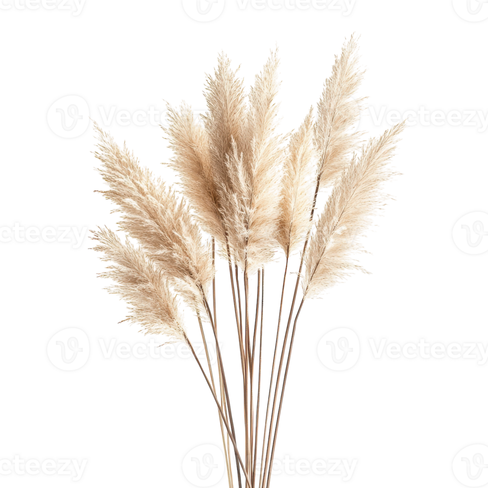 Dried Pampas Grass Decor for Home Styling and Events on Transparent Background png