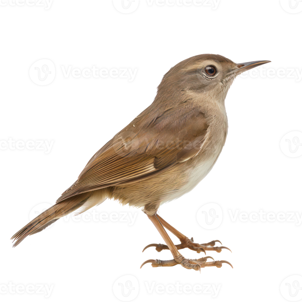 Bush warbler bird side view full body isolate on transparent background png
