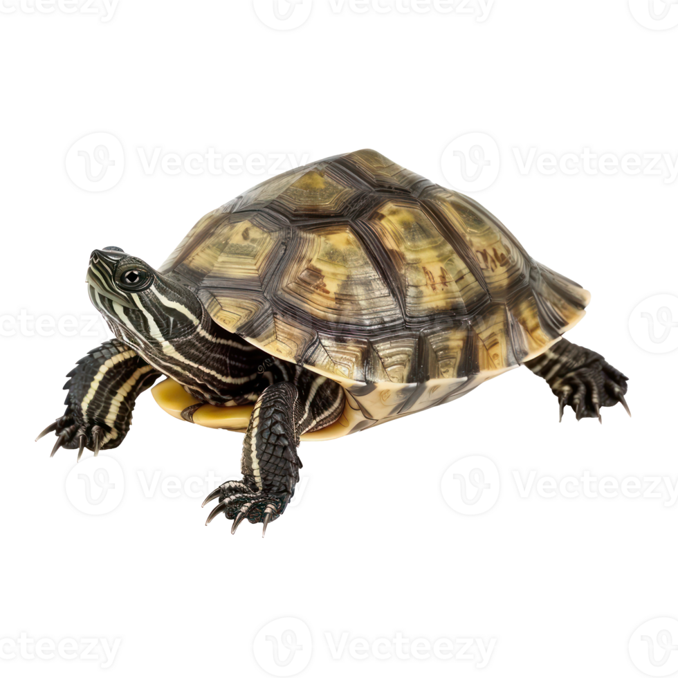 a turtle on a transparent background png