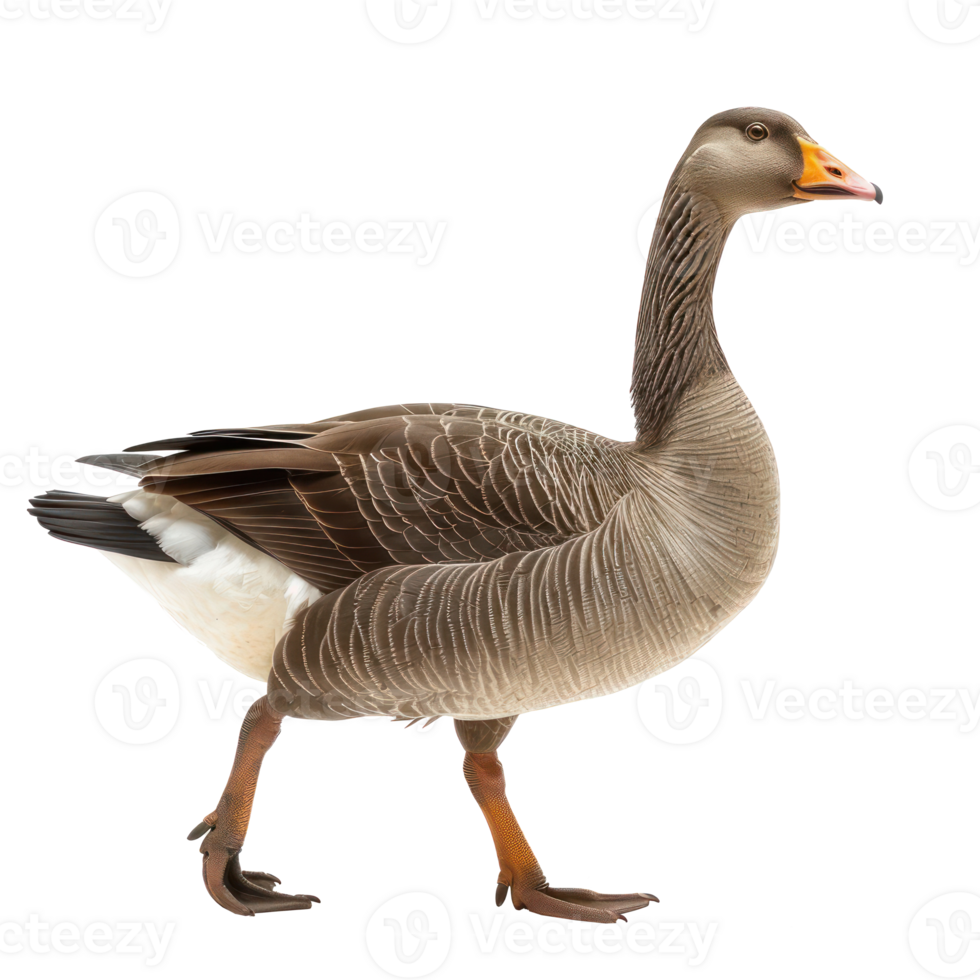 a goose is walking on a transparent background png