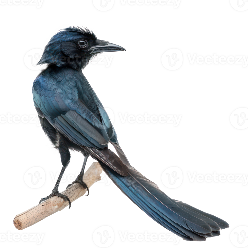 Greater racket or tailed drongo bird side view full body isolate on transparent background png