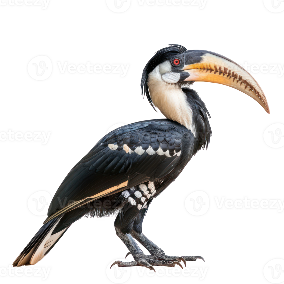 Hornbill side view full body isolate on transparent background png