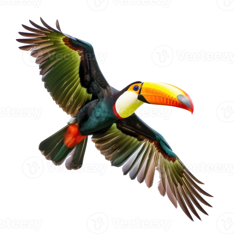 Toucan bird fly full body isolate on transparent background, png