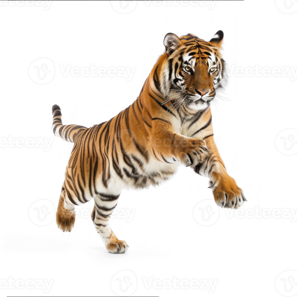 Royal tiger jump isolate on transparent background png