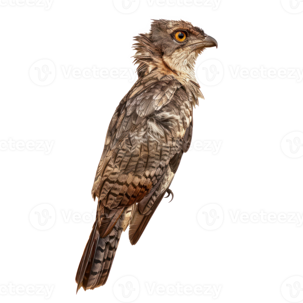 Potoo bird side view full body isolate on transparent background png
