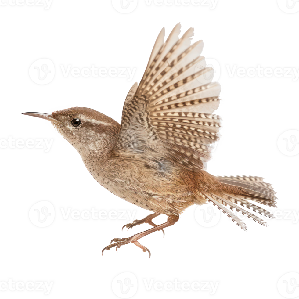 Wren bird fly full body isolate on transparent background png