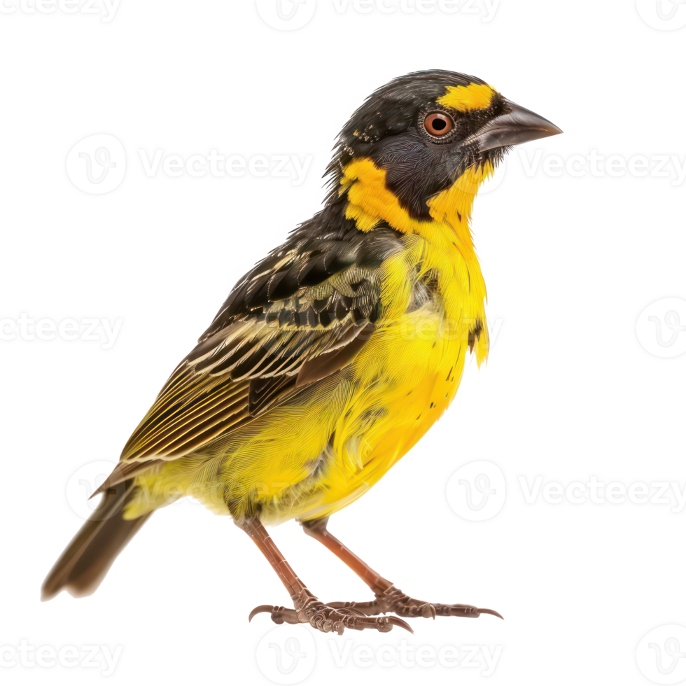 Weaverbird side view full body isolate on transparent background png