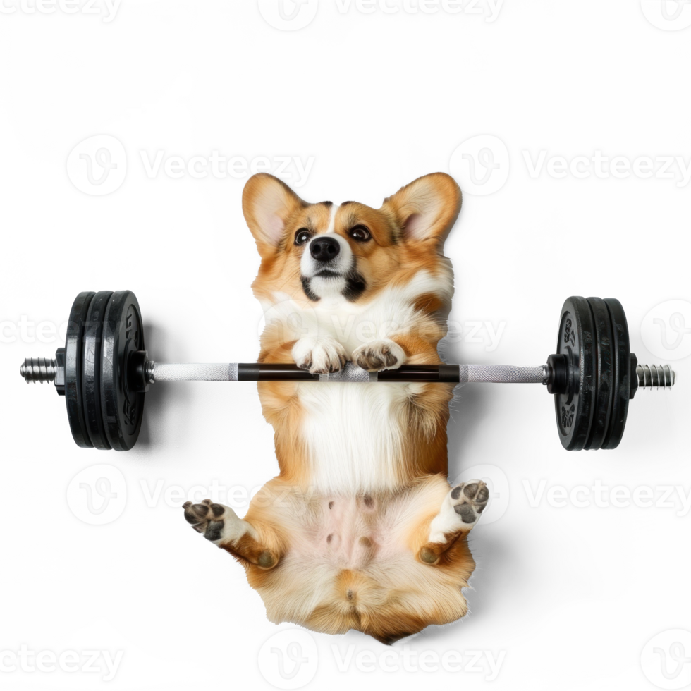 dog doing and exercising sport with Dumbbell bar, top view full body isolate on transparent background png
