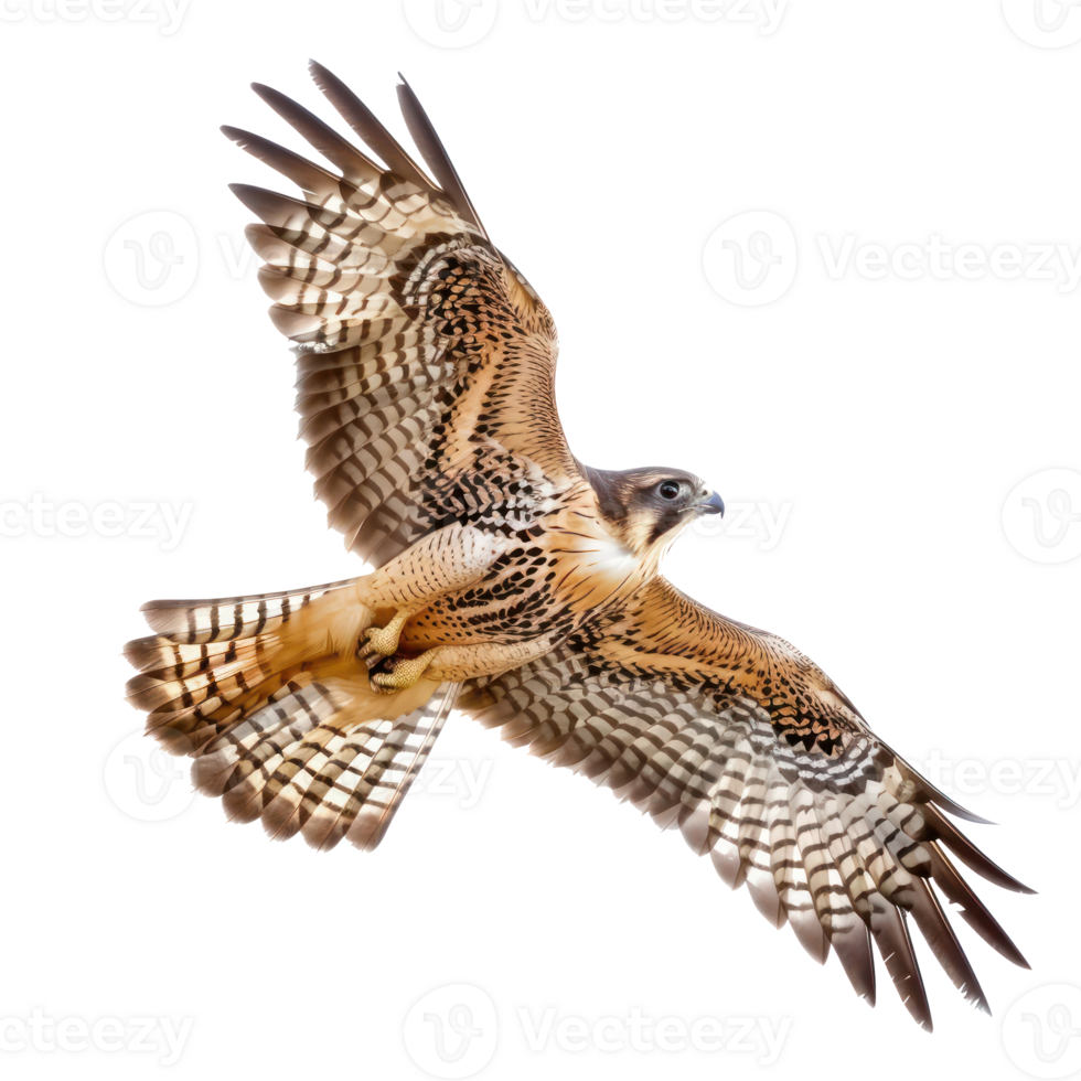 Falcon bird fly full body isolate on transparent background png