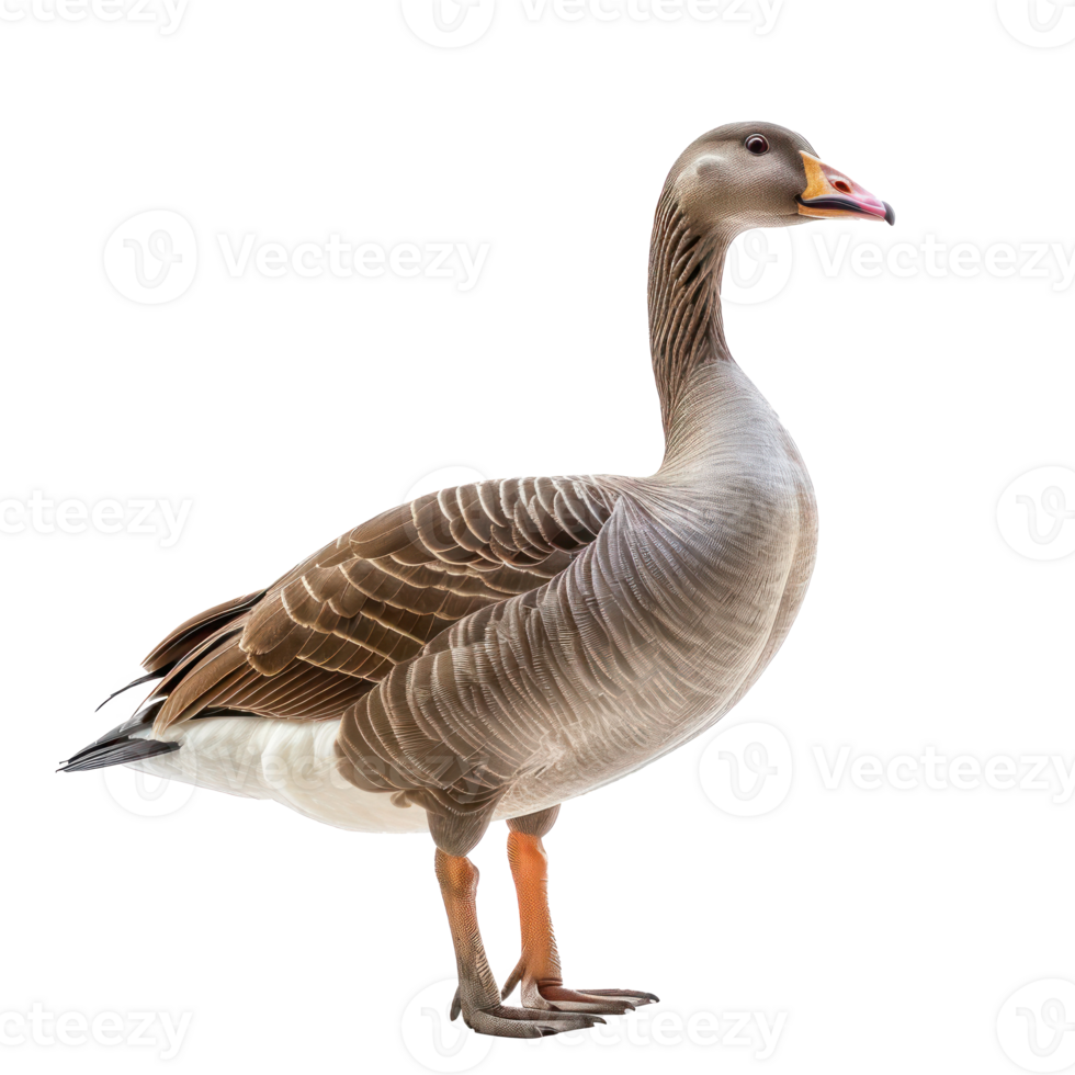 a goose is standing on a transparent background png
