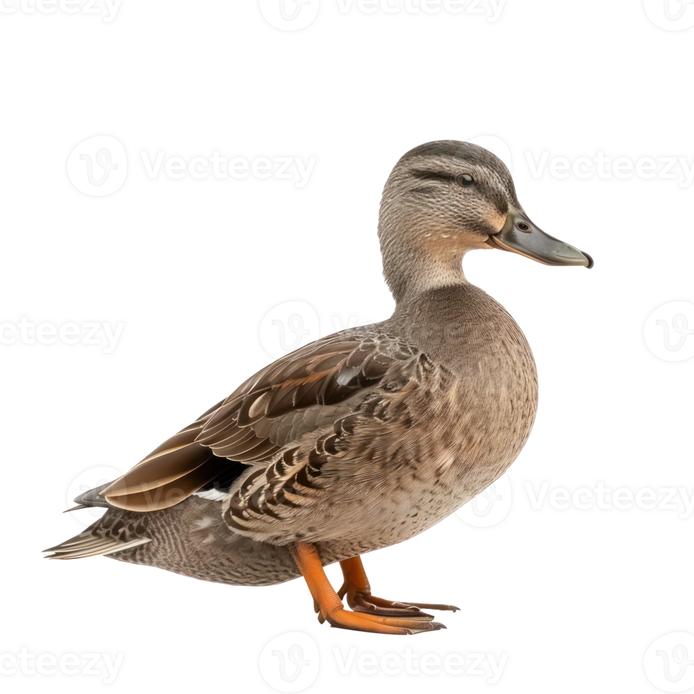 a duck standing on a transparent background png