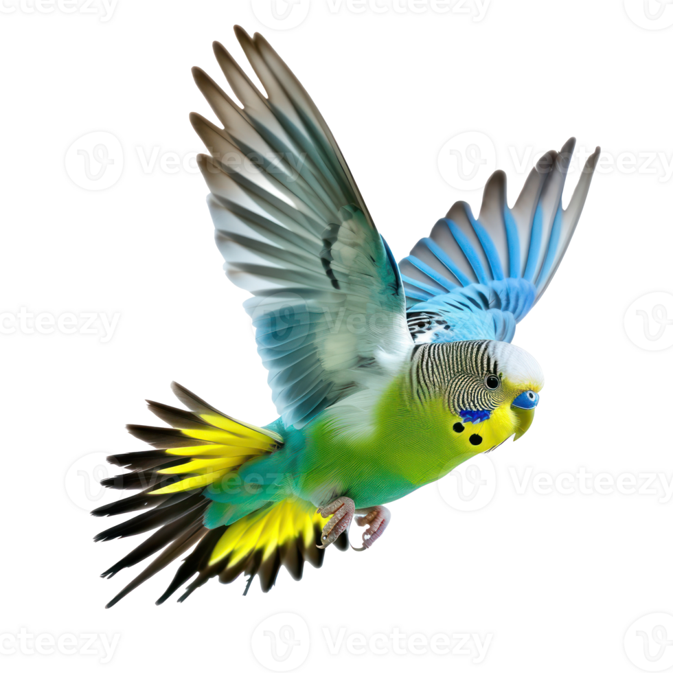 Budgerigar bird fly full body isolate on transparent background, png