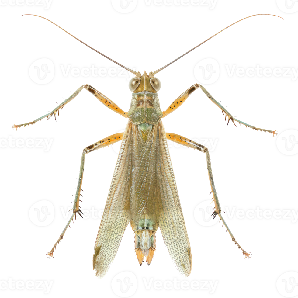 Orthoptera front view full body isolate on transparent background png