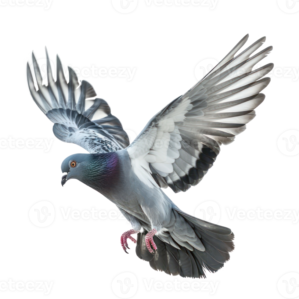 Pigeon fly full body isolate on transparent background, png