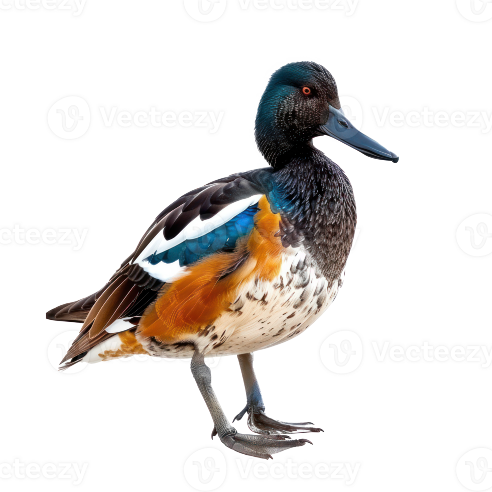 a duck with a white beak and orange and black feathers png