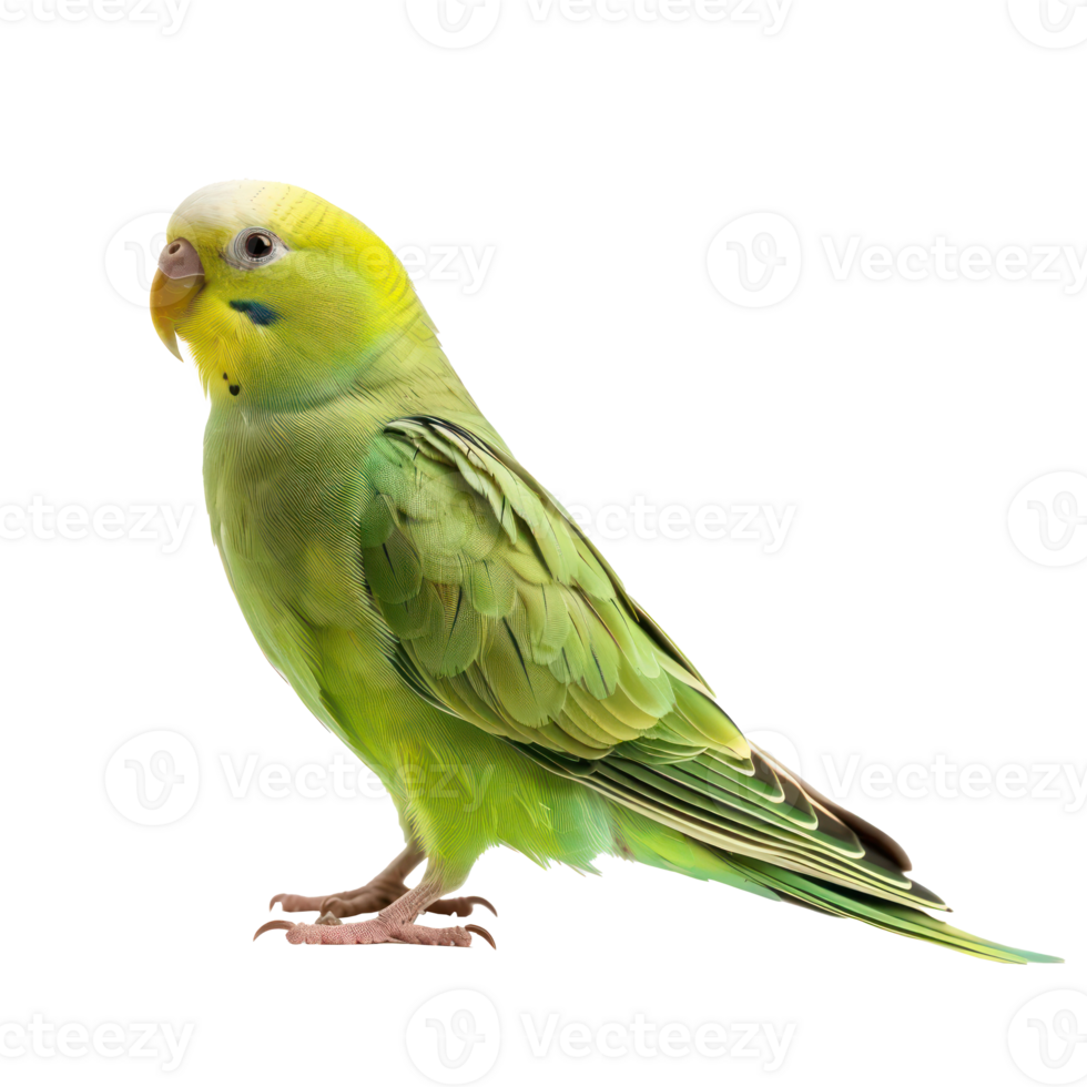 Parakeet side view full body isolate on transparent background png