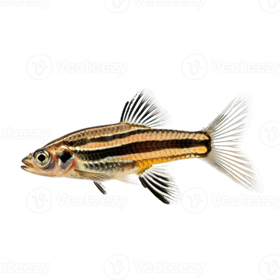 Zebra Danios fish front view full body isolate on transparent background png