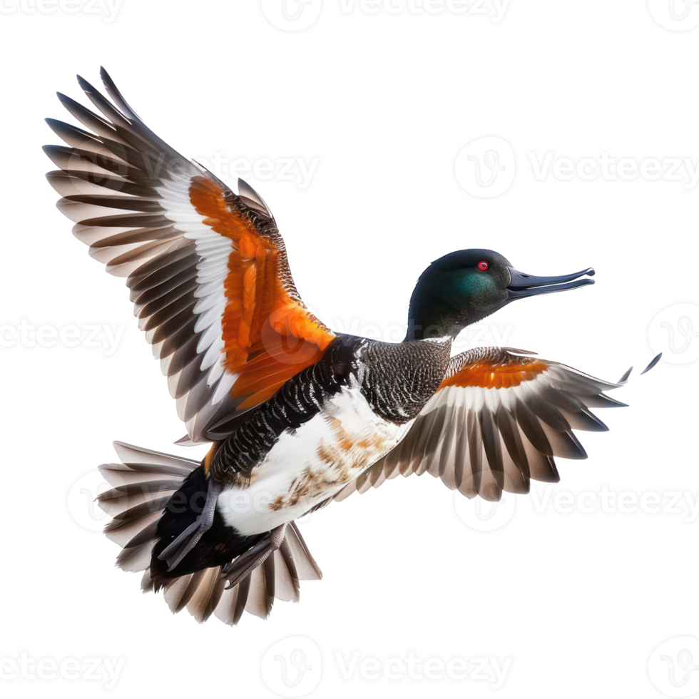 a duck flying in the air with wings spread png