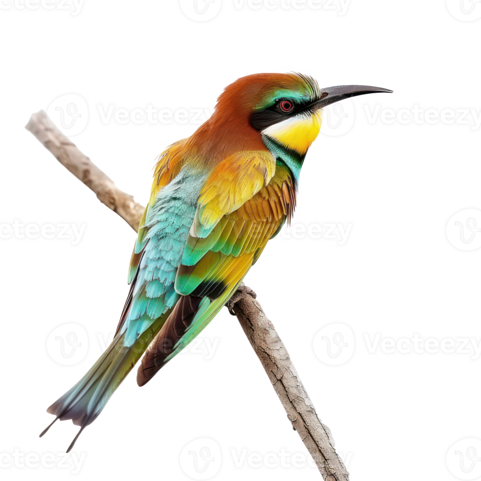 Bee-eater bird side view full body isolate on transparent background png