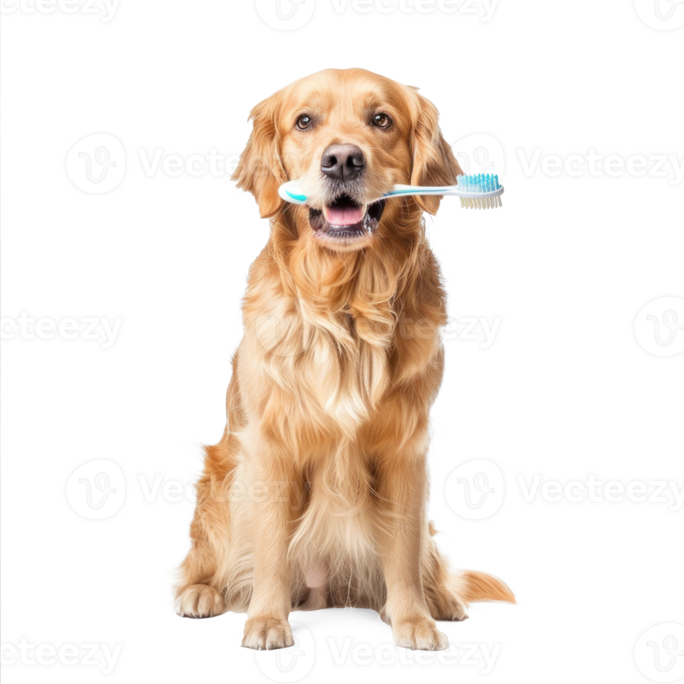 Dog holding toothbrush with his mouth, full body standing isolate on transparent background png
