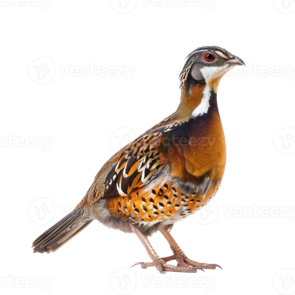 Partridge bird side view full body isolate on transparent background png