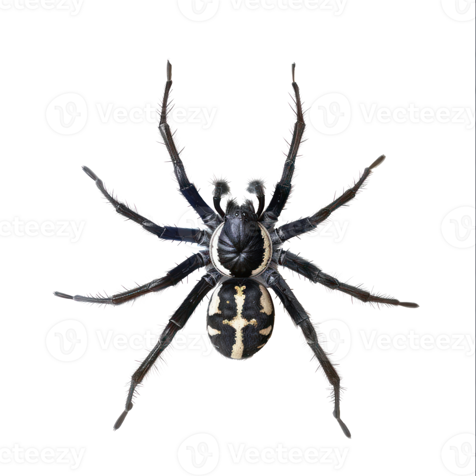 Spider full body isolate on transparent background, png