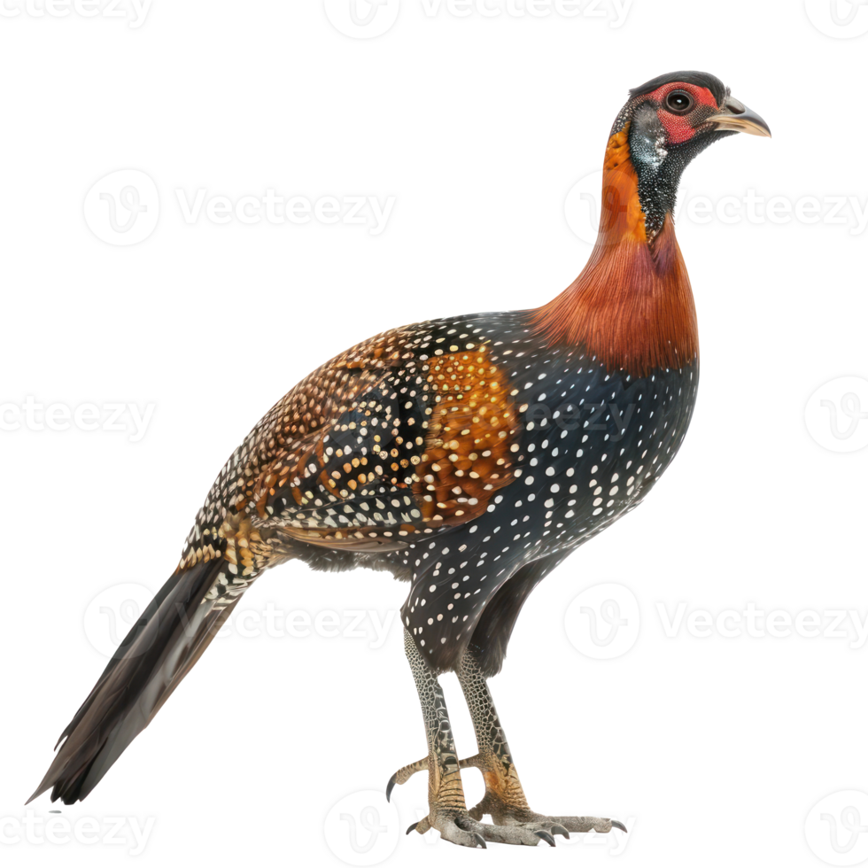 Guinea fowl bird side view full body isolate on transparent background png
