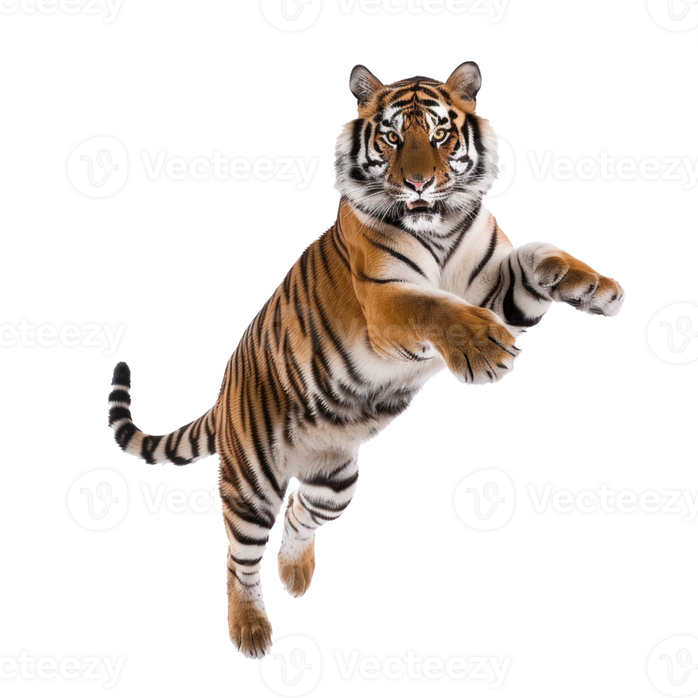 Royal tiger jump attack isolate on transparent background png