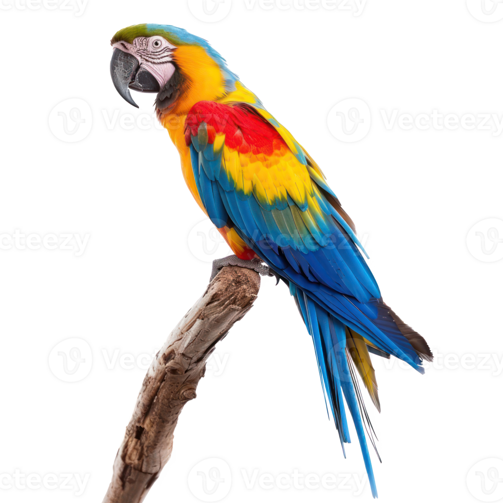 a colorful parrot sitting on a branch png