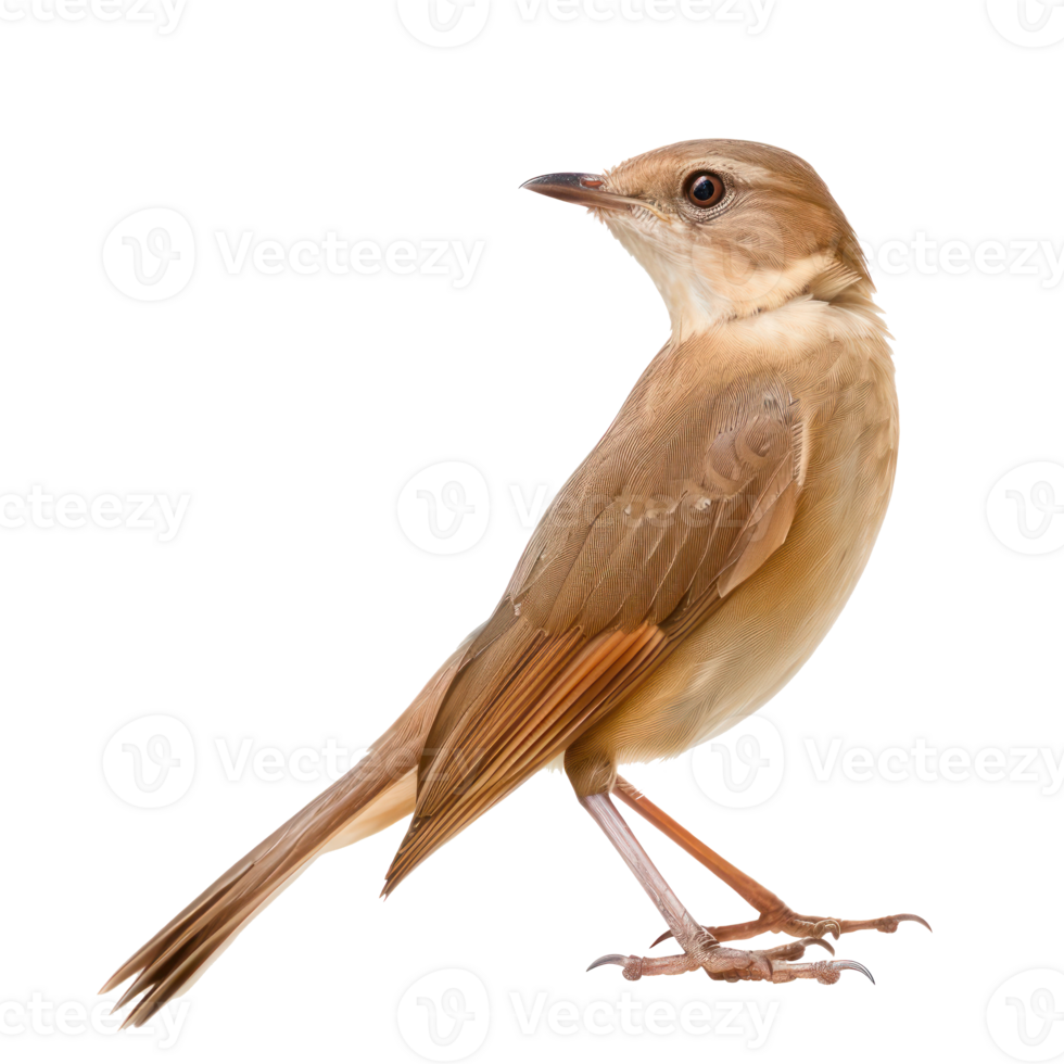 Nightingale bird front view full body isolate on transparent background png