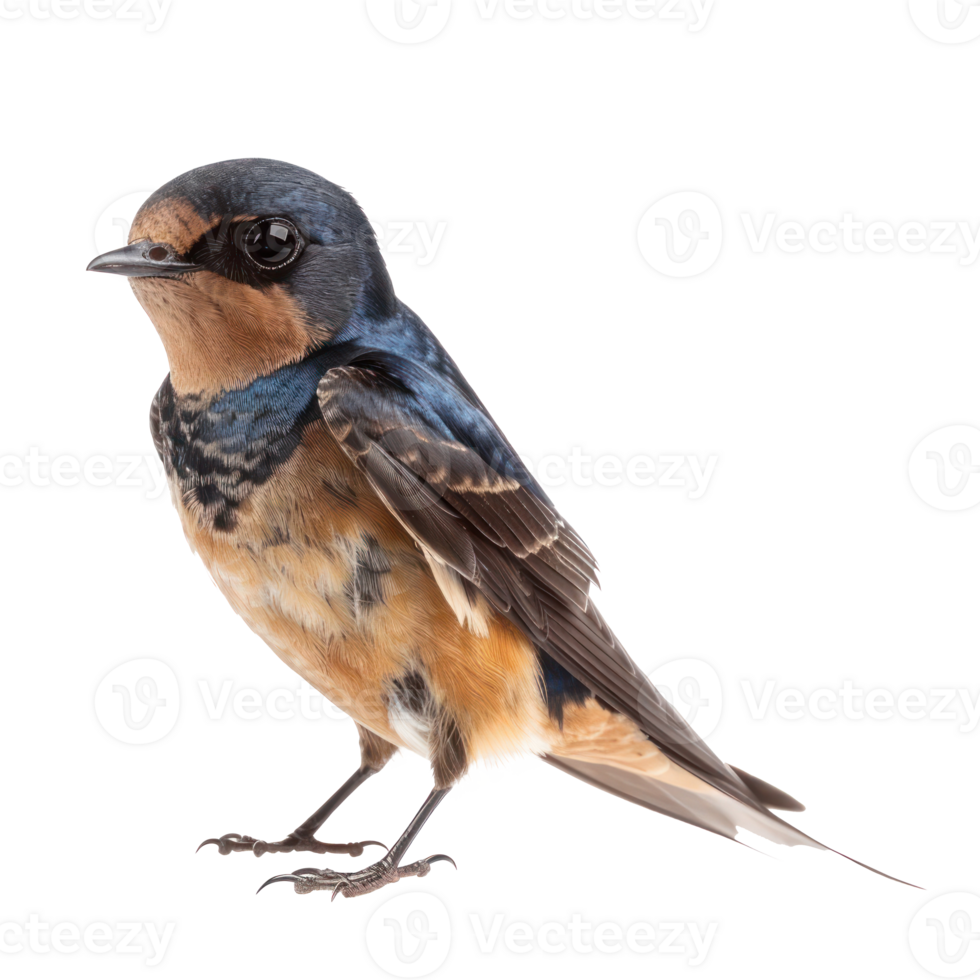 Barn swallow bird front view full body isolate on transparent background png