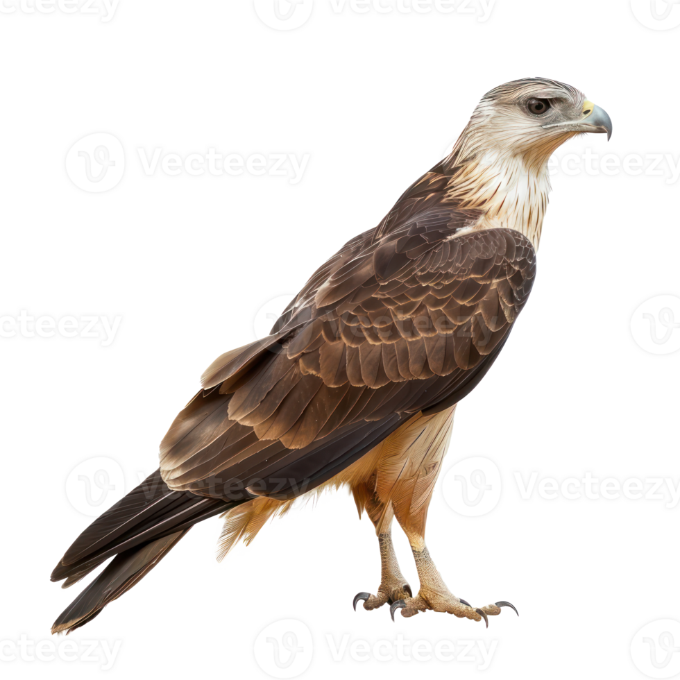 Kite bird side view full body isolate on transparent background png