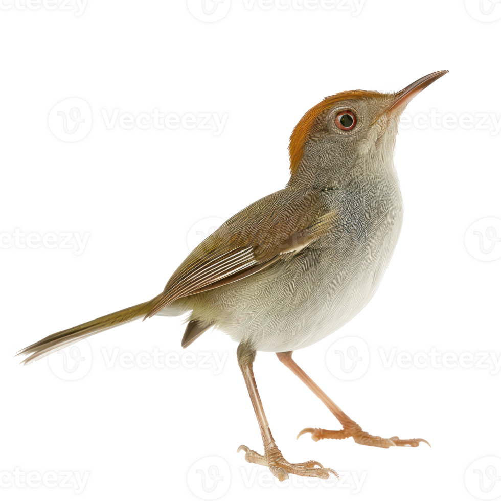 Tailorbird side view full body isolate on transparent background png